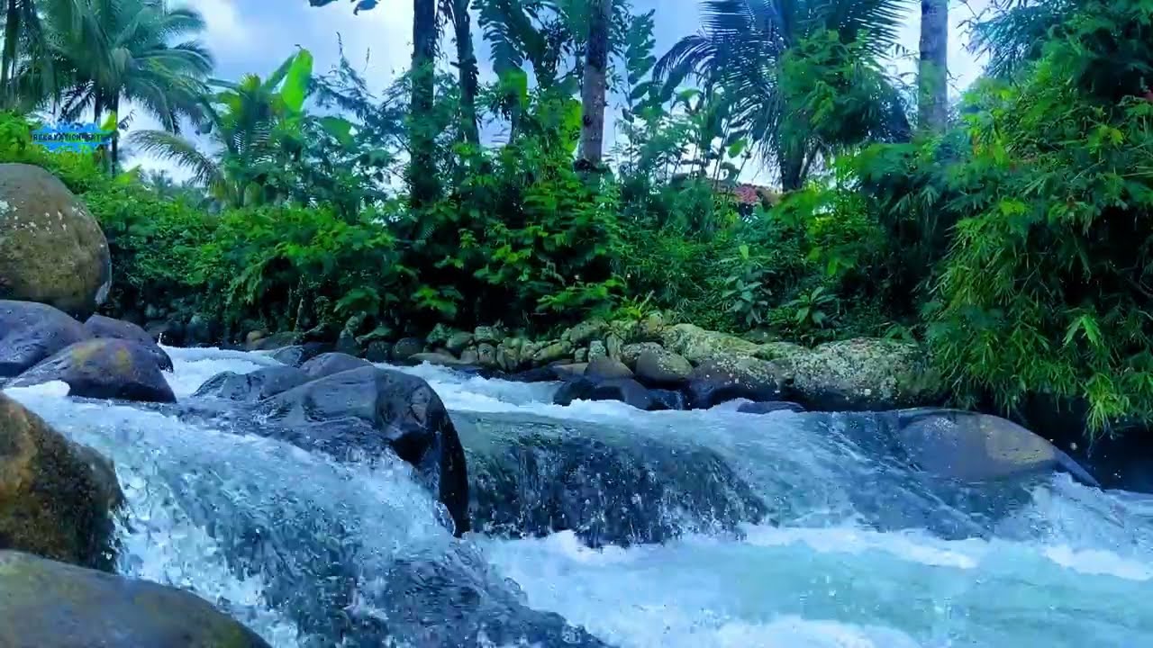 Relax and Unwind with River Sounds & Birdsong 💧🐦😌
