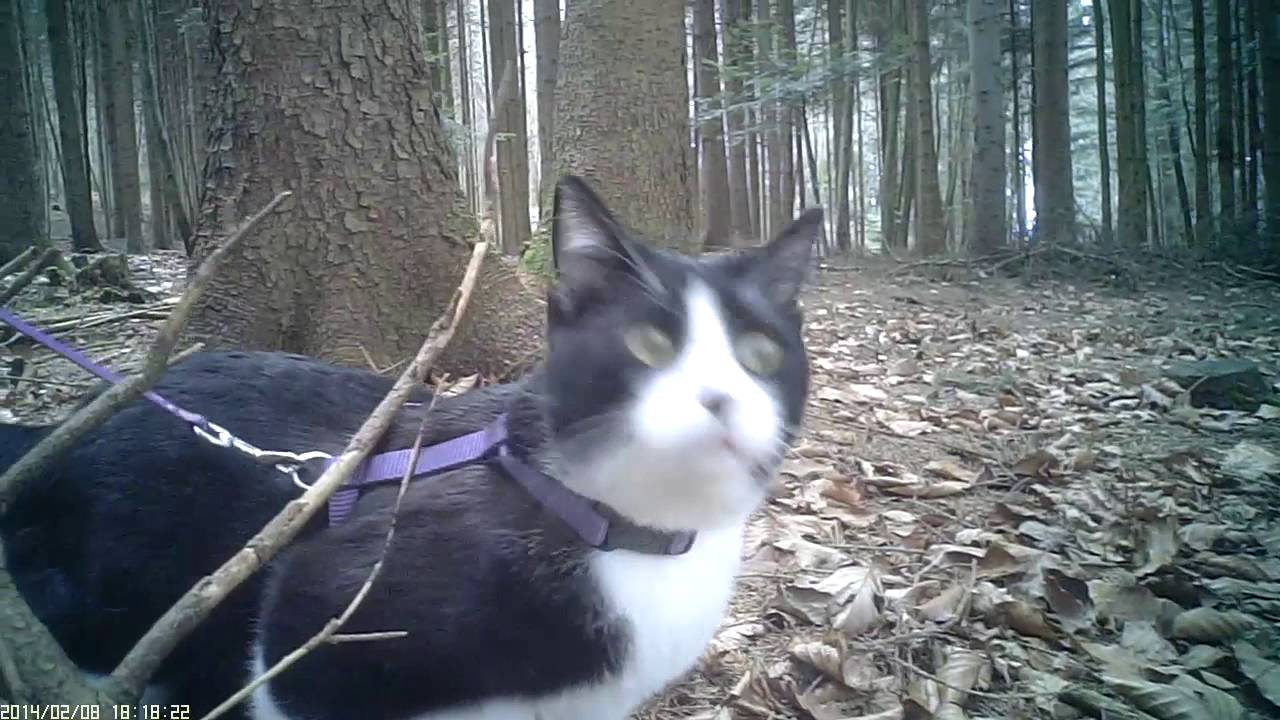 Jeannie, meine Katze erkundet den Wald