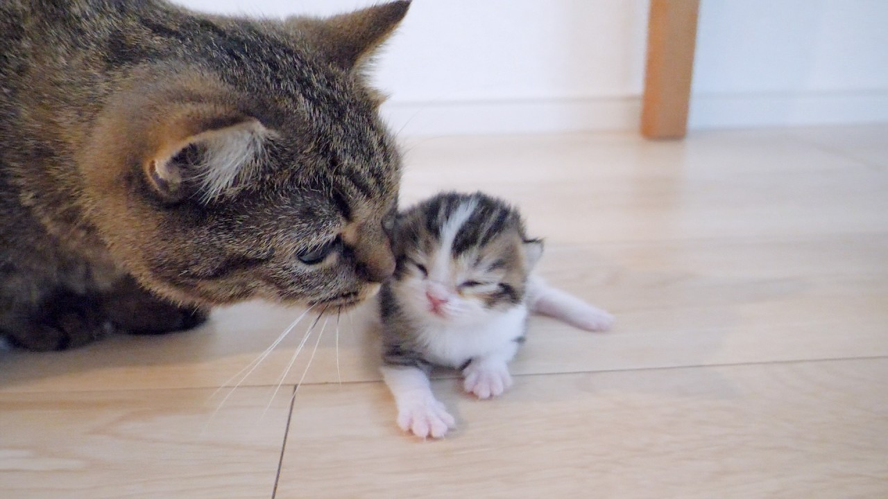 Cats Lili and Charo first met a kitten that looked just like Coco!