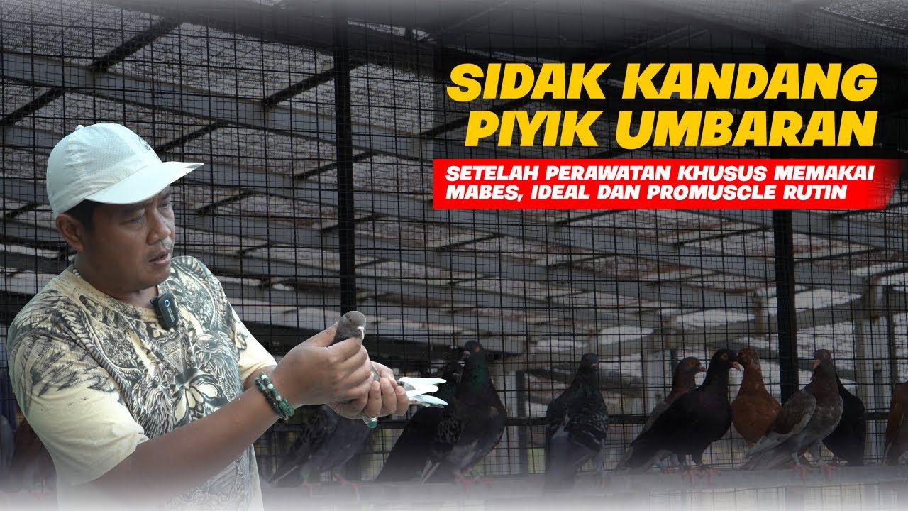 SIDAK KANDANG PIYIK UMBARAN ⚠️ SETELAH PERAWATAN KHUSUS MEMAKAI MABES, IDEAL DAN PROMUSCLE ❗