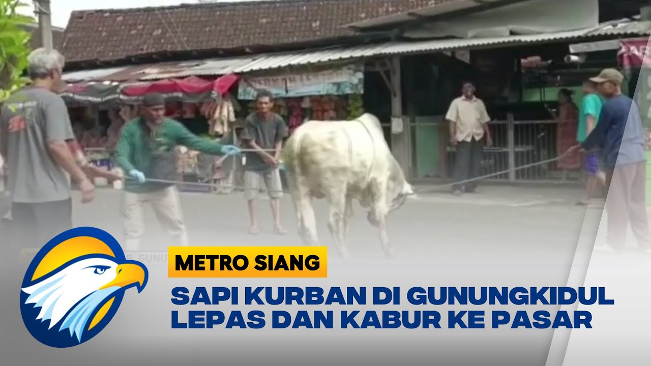 Sapi Kurban di Gunungkidul Lepas dan Kabur ke Pasar