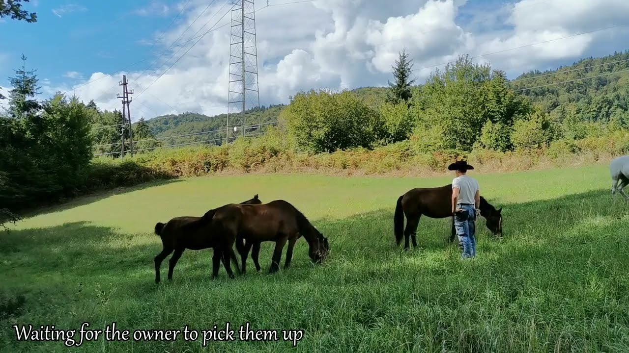 A Day on the Farm #26: Cows and Horses