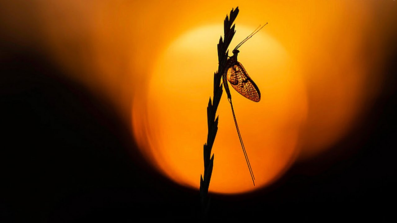 How A Mayfly Spends Its Day