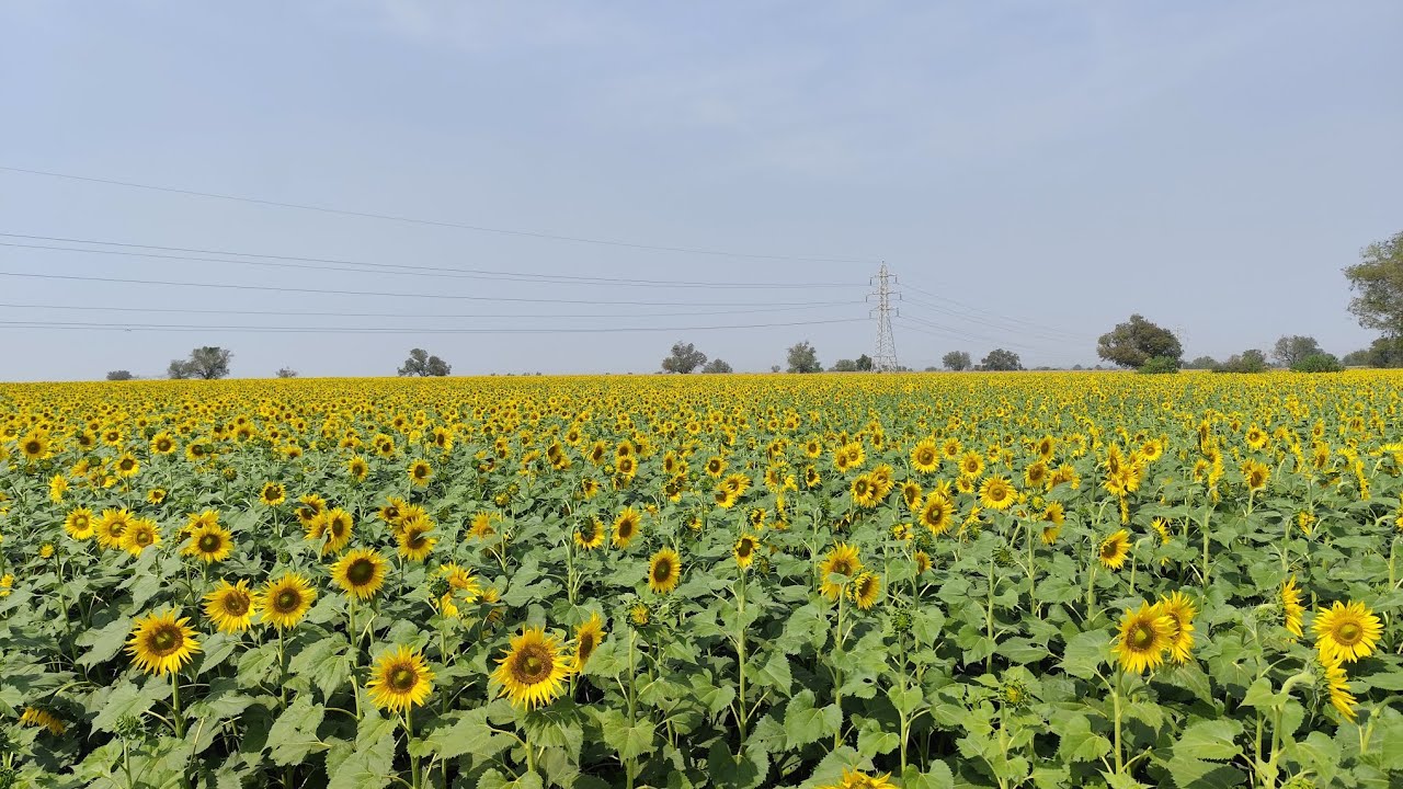 Express Orange load & sunflower 