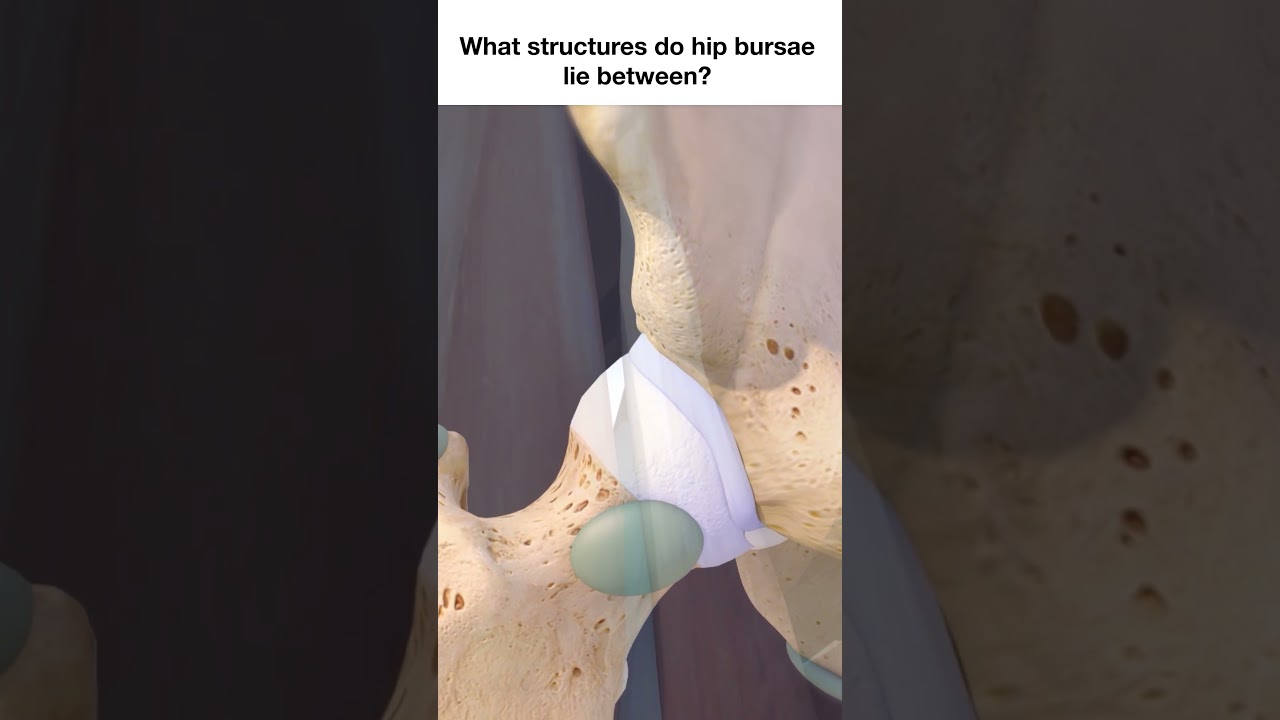 What Structures Do Hip Bursae Lie Between?