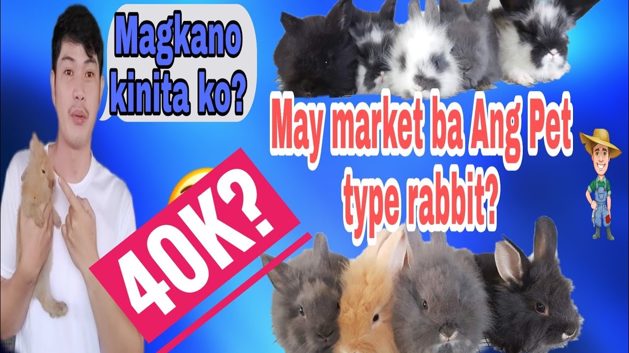 Magkano ang kinita ko sa 40 heads na rabbit?