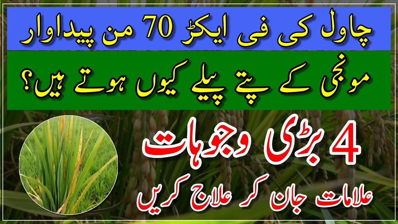 Rice diseases and control| Bacterial Blast in rice| Fungal diseases in rice| Insects attack on peddy