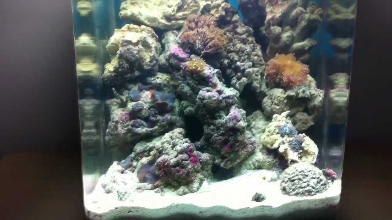 bolly12345's Aquariums - Nano Reef - Mbuna - Tropical - Fry Tank
