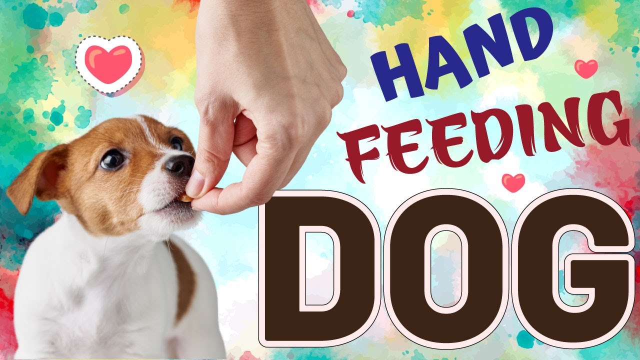 10 Surprising Benefits of Hand Feeding Your Dogs | Build Strong Bond With Your Canine