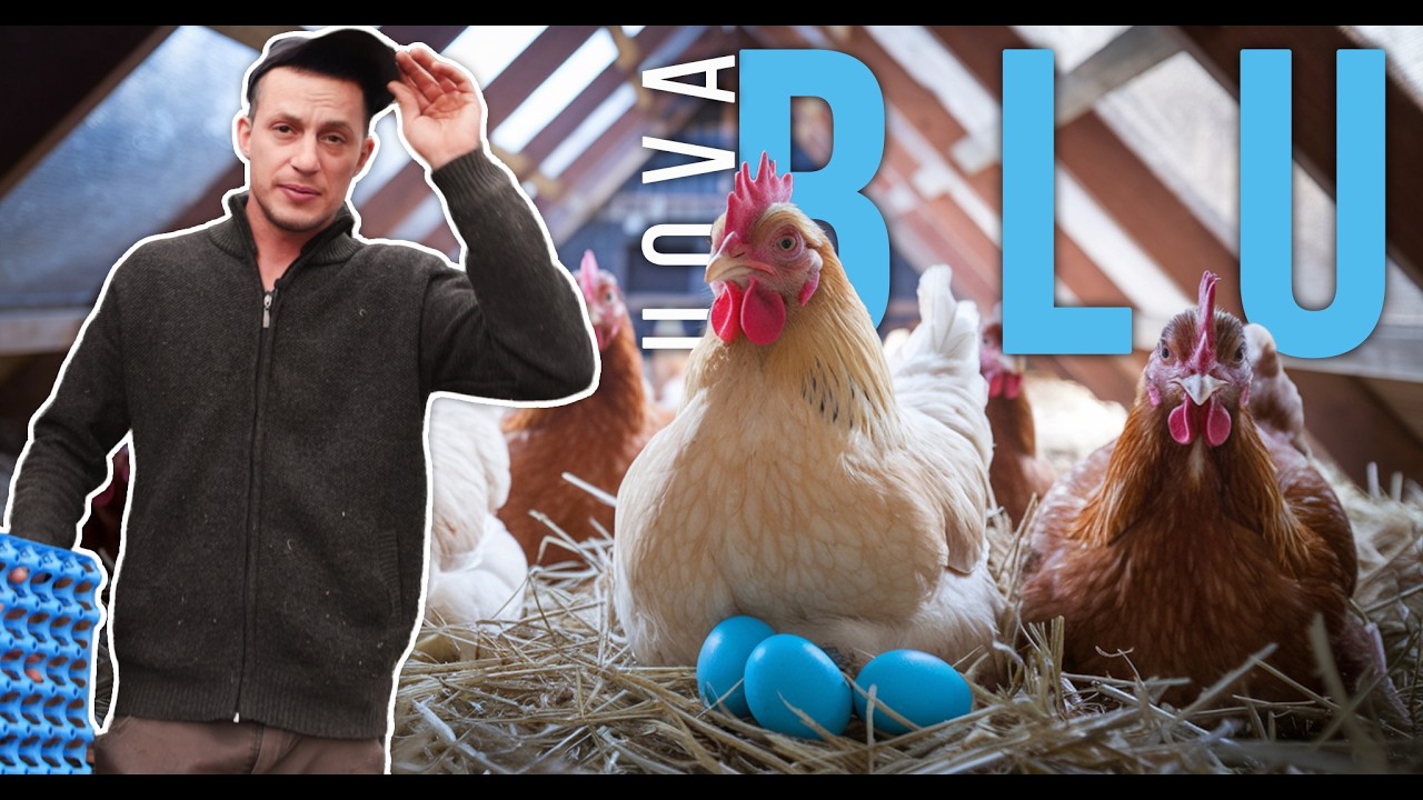 100 GALLINE, UOVA BLU E MANI BECCATE! La mia giornata al pollaio