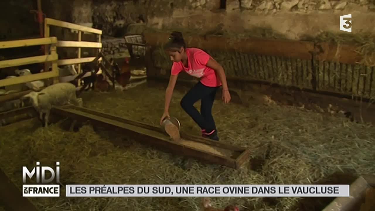 ANIMAUX : Les Préalpes du Sud, une race ovine dans le Vaucluse
