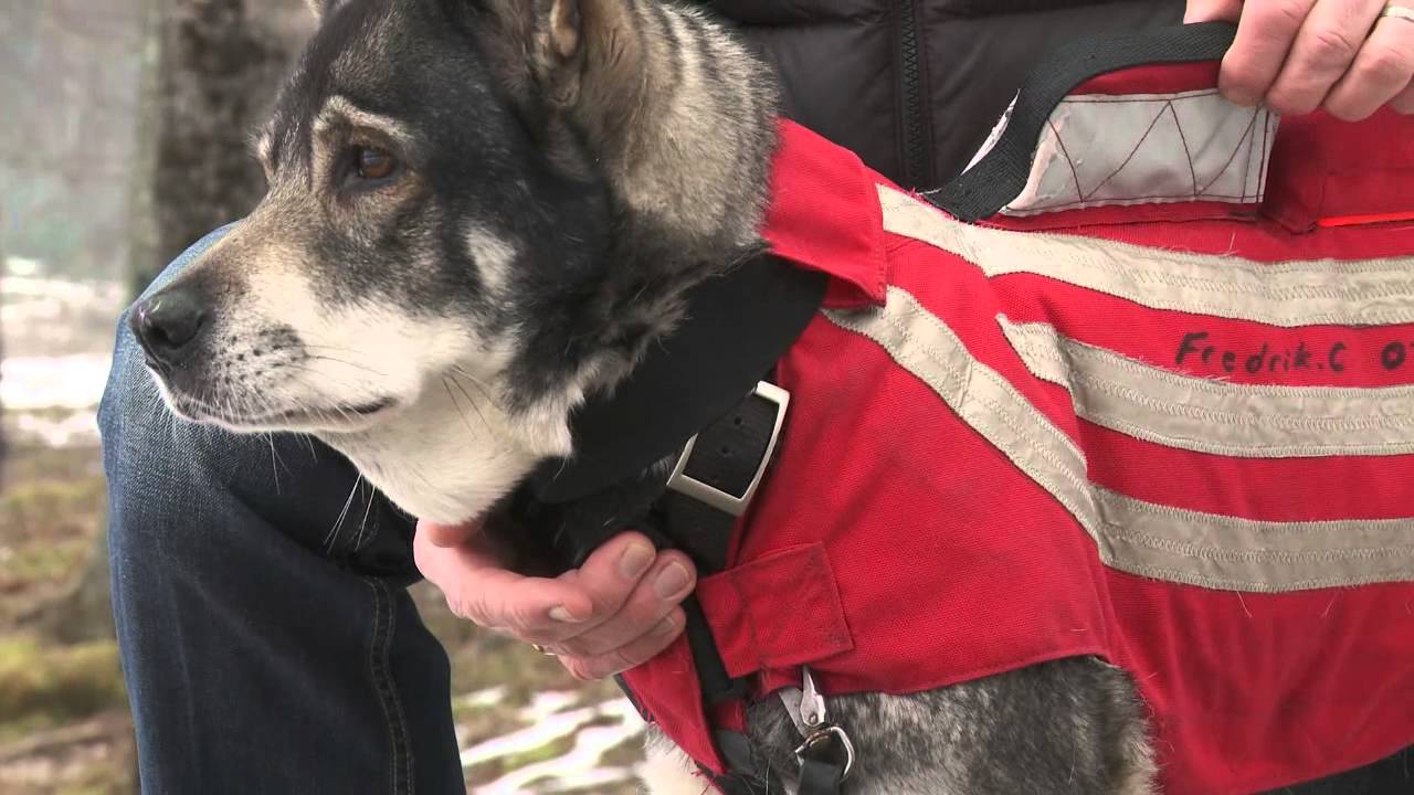 Skyddsväst från Wolfproof