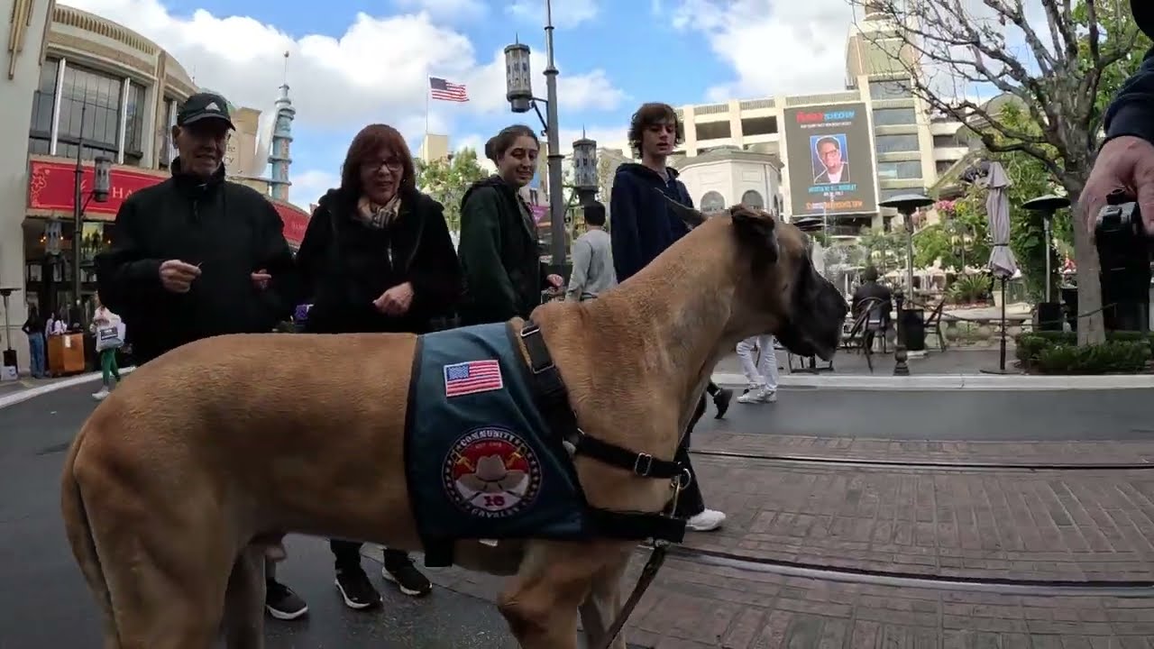 Cash 2.0 Great Dane at The Grove with Rowdy 2023