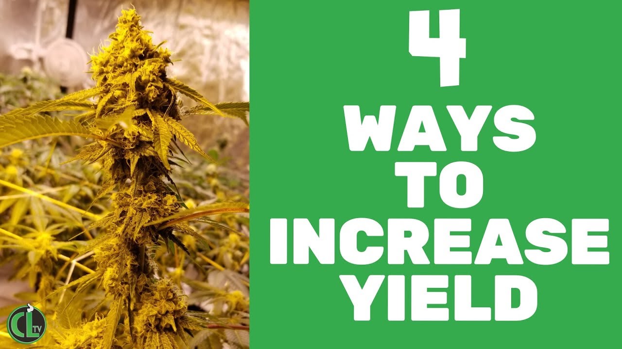 4 Ways to Increase Yields in an Indoor Grow (Quick Tips)