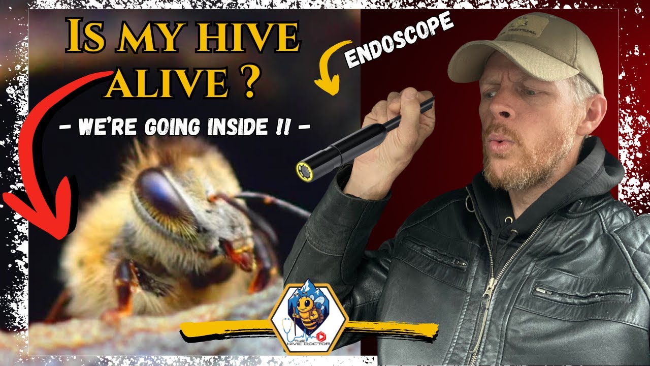Inside the Winter Cluster!!//A Bee's POV through video