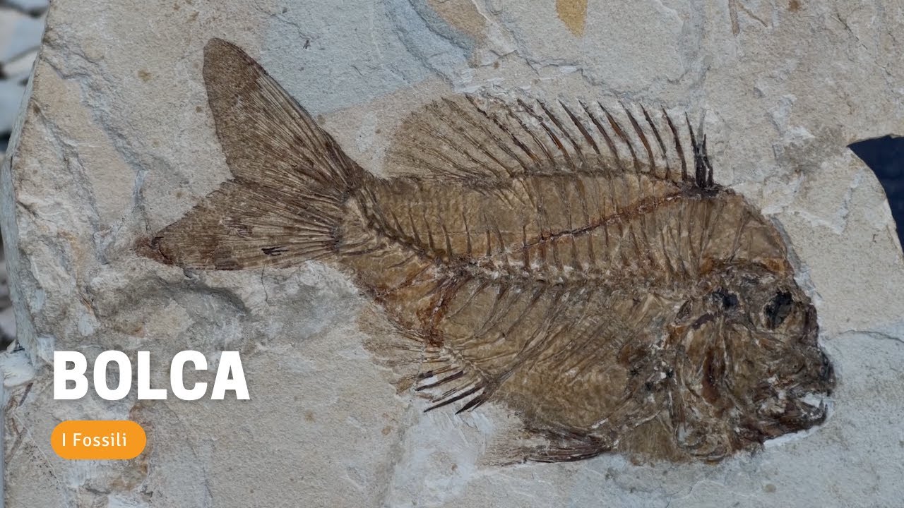 BOLCA - La storia che parte dai FOSSILI