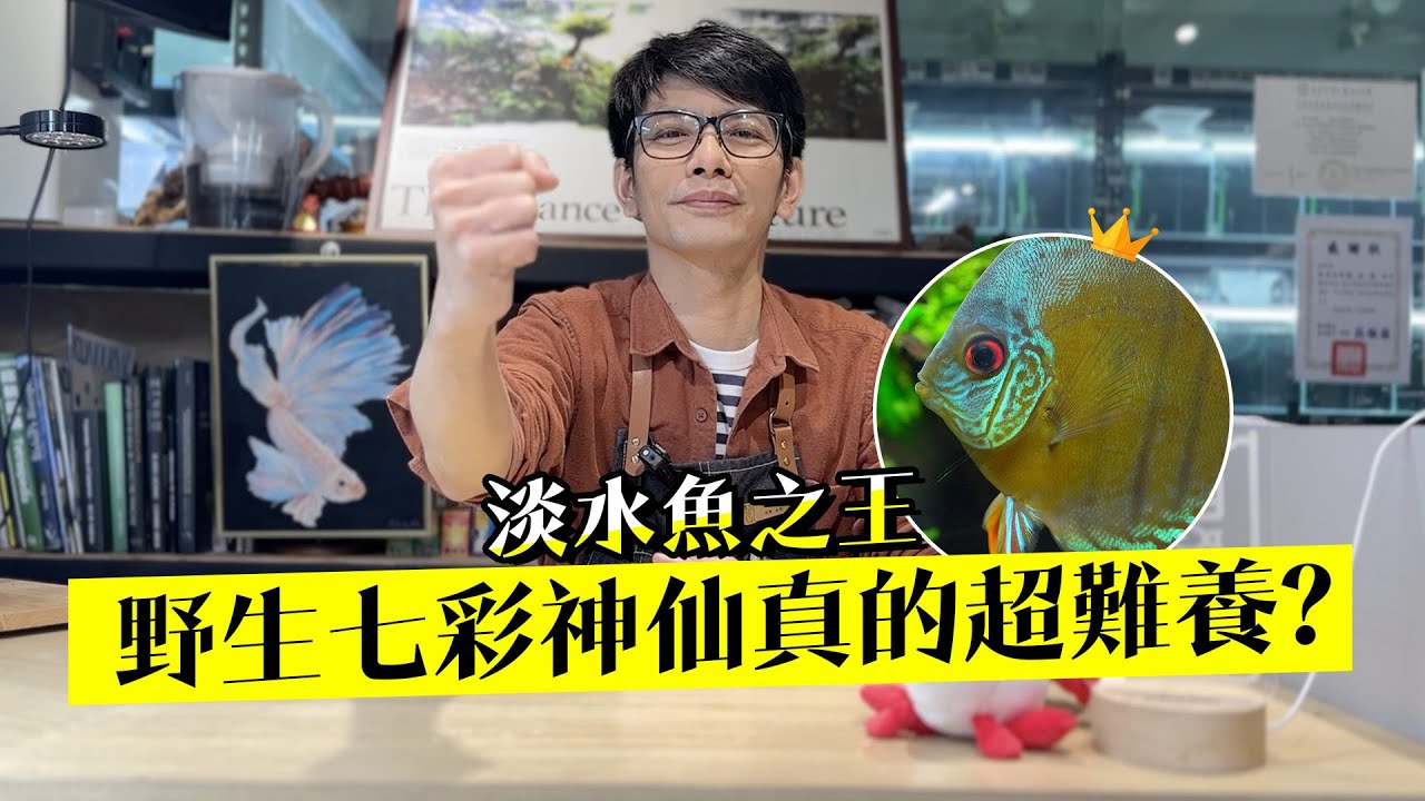 淡水魚之王--野生七彩神仙真的超難養?
