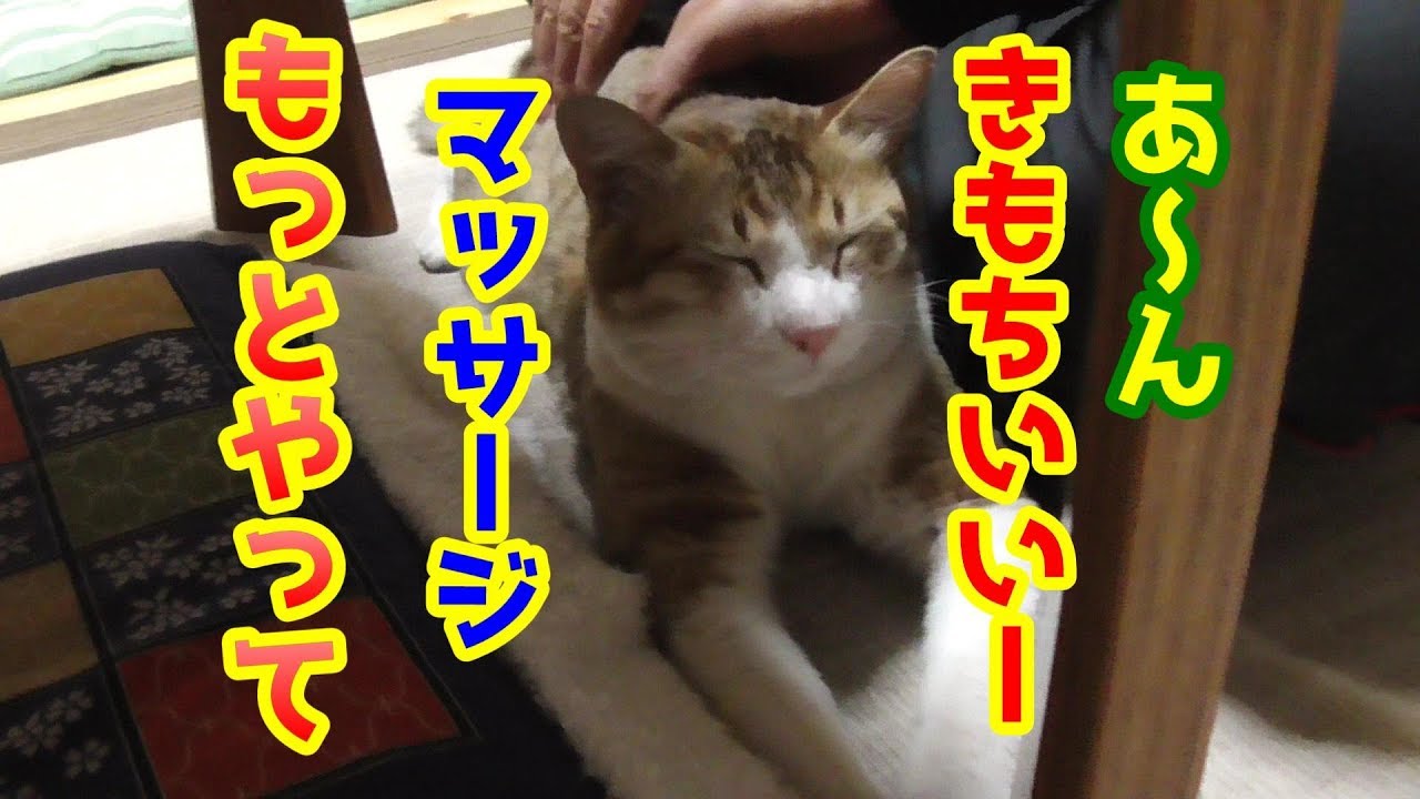 猫様の疲れを癒すため、マッサージを施してみたら極楽そうな顔だったw