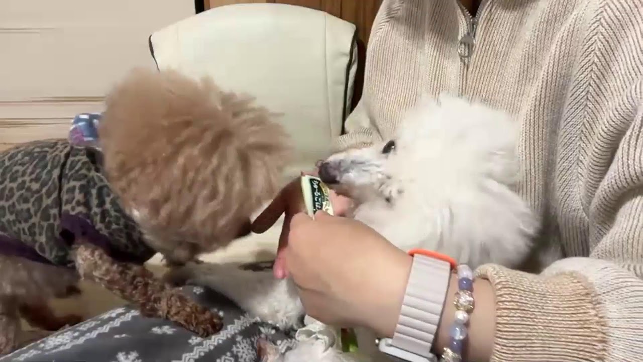 わたくしゆうと、長男犬のれんと、末っ子まいの日常。