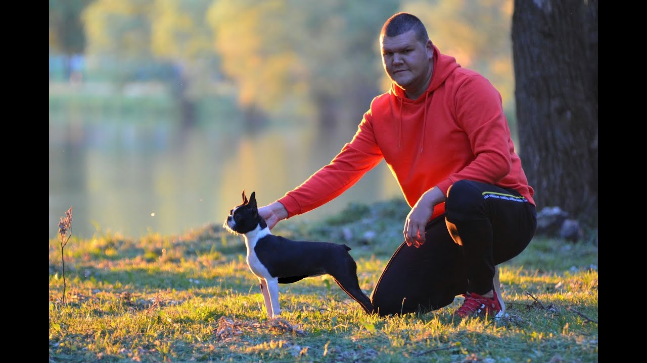 BOSTON TERRIER & MEGBÍZHATÓ TENYÉSZTŐK: Universe of Beauty Kennel, Szabó Bence, Boston Terrier