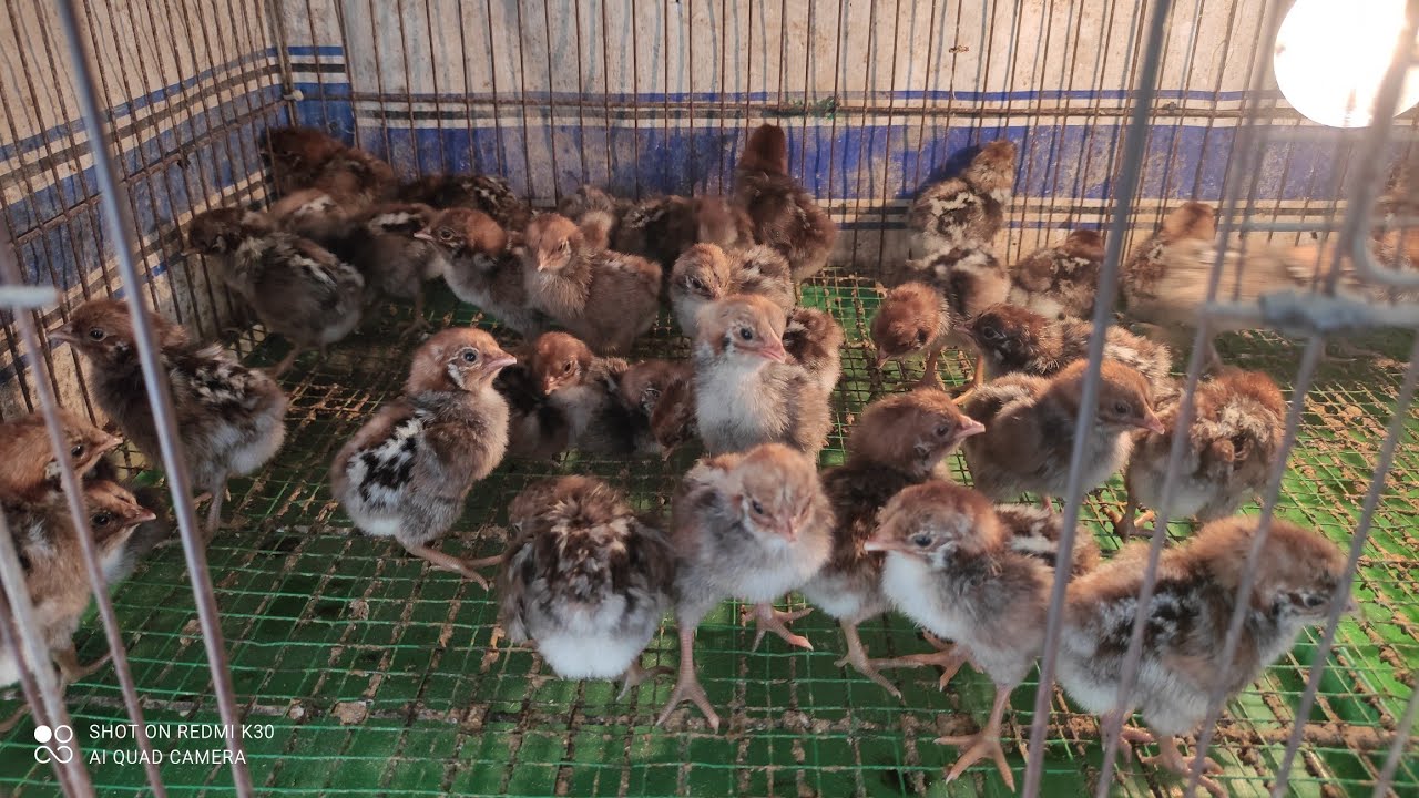 Nay 26/7/2025 c&oacute; b&aacute;n g&agrave; con Ai Cập si&ecirc;u trứng 1 tuần tuổi 25k /1 con  , đt 0772933305