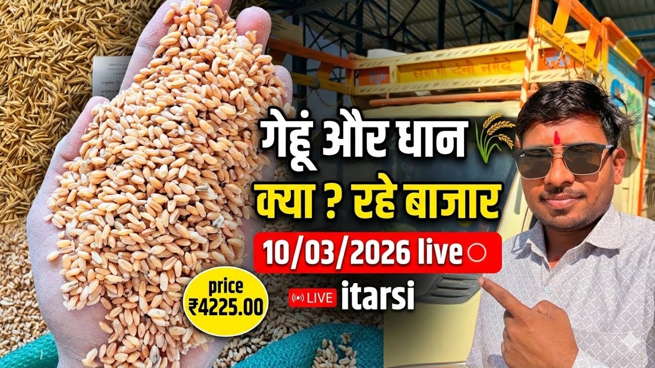 गेहूं और धान 🌾 के भाव में बड़ा बदलाव || इटारसी मंडी #itarsimandibhav05 #paddyratetoday #mandibhav 