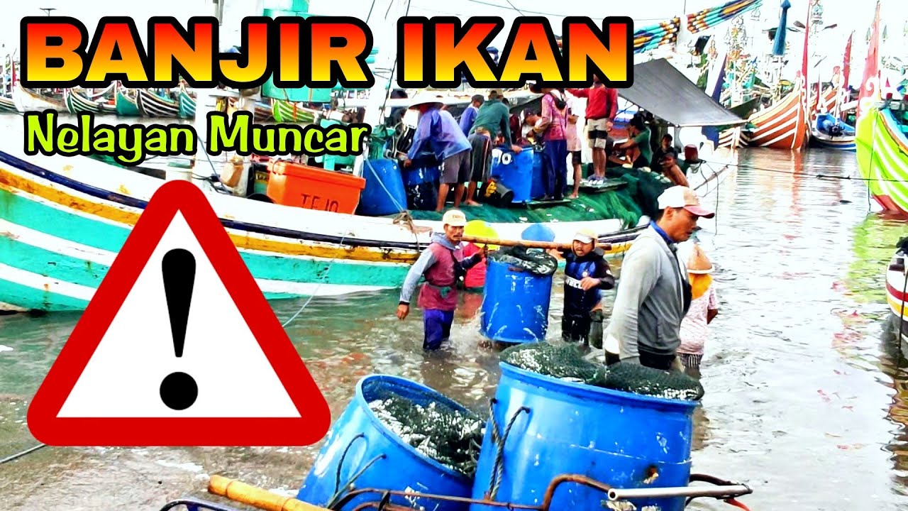 KABAR GEMBIRA ‼️ ❤️ Terbaru Hari Ini NELAYAN MUNCAR PANEN IKAN