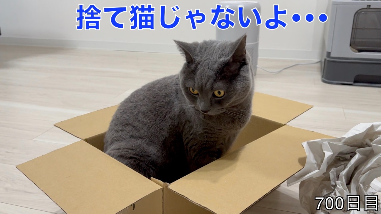 【スコ猫トト君】段ボールで丸まって寝てるトト君が見たい！！！