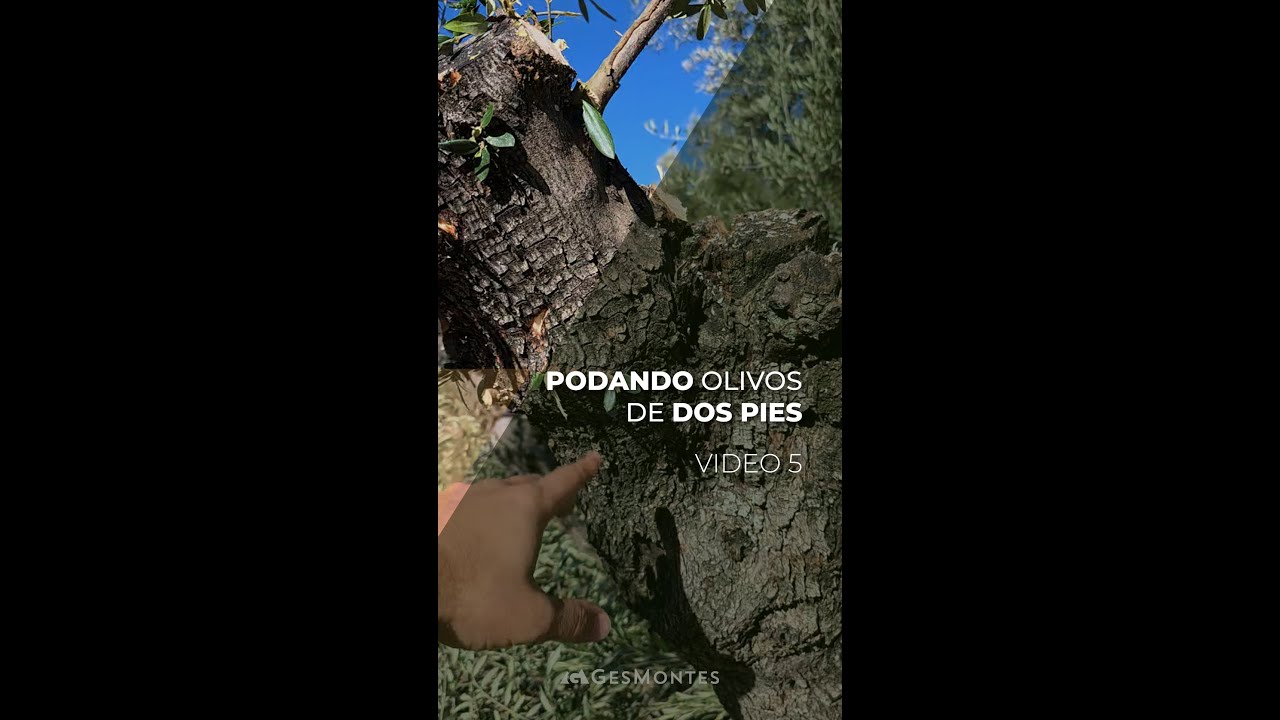 PODANDO OLIVOS DE 2 PIES - PARTE V