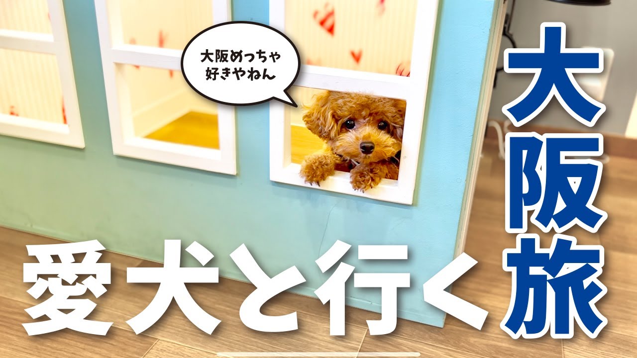 【愛犬と一緒に大阪旅行】ドッグラン付きのホテルに宿泊！一緒に食べて一緒に泊まって一緒に散歩して大阪を大満喫！【トイプードル】