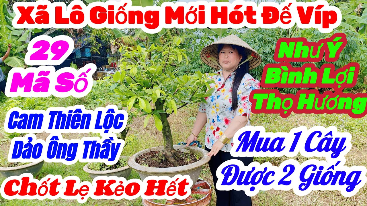 🌼28/2☎️0378 329282👉Gặp Hương🌲Mai Vàng Giá Rẻ🌲Giao Lưu 29Mã Giống Mới Đế Nôm🌲Thiên Lộc.Như Ý.Ông Thầy
