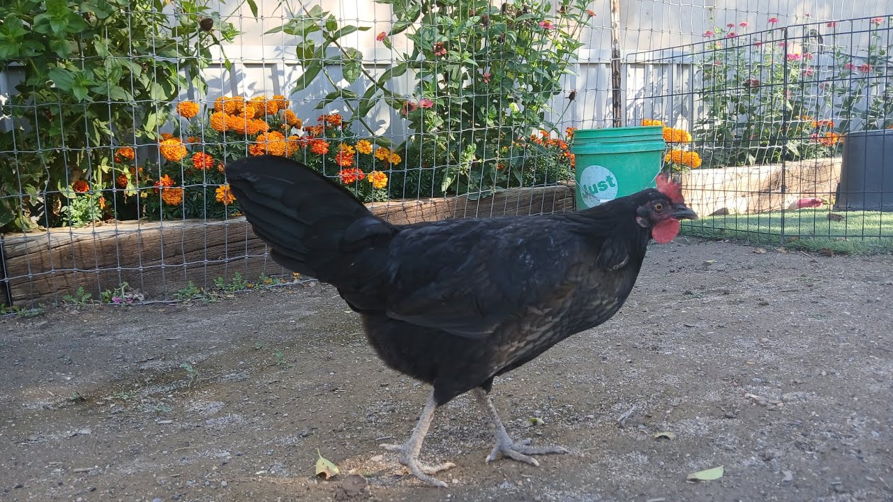 Hen catches and eats a lizard!!! Chicken cockroach trap in action!! 