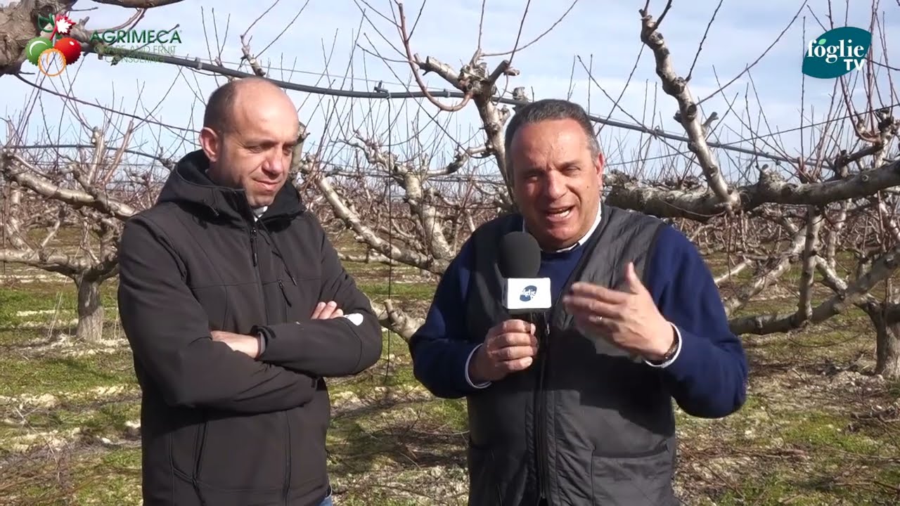 FOGLIE TV - La potatura del Pesco di San Ferdinando di Puglia, a cura di Agrimeca Consulting