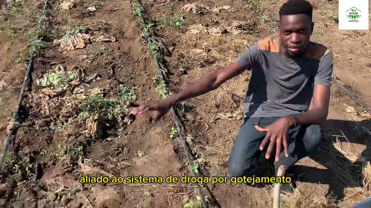 Como regar o tomateiro (qual é o melhor sistema de rega para o tomate)