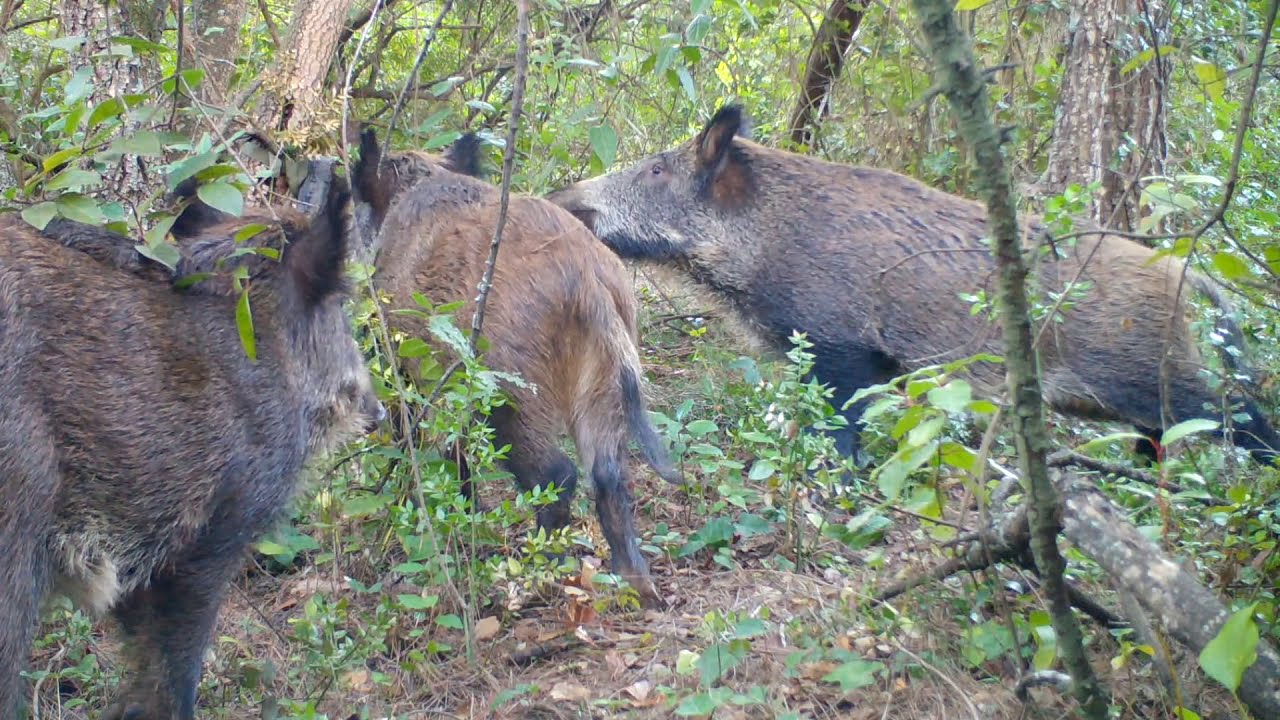 Fauna Salvaje de los Bosques de Sant Boi