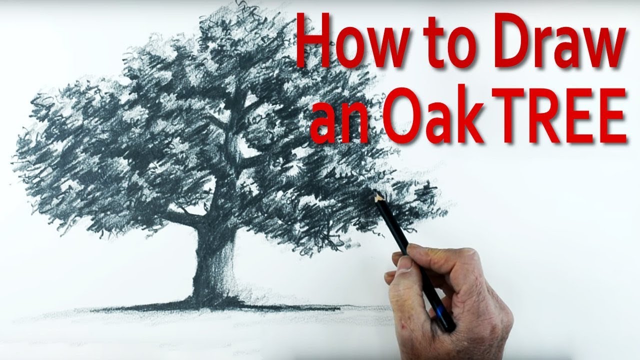 A Simple Method of How to Draw an Oak Tree using Pencil