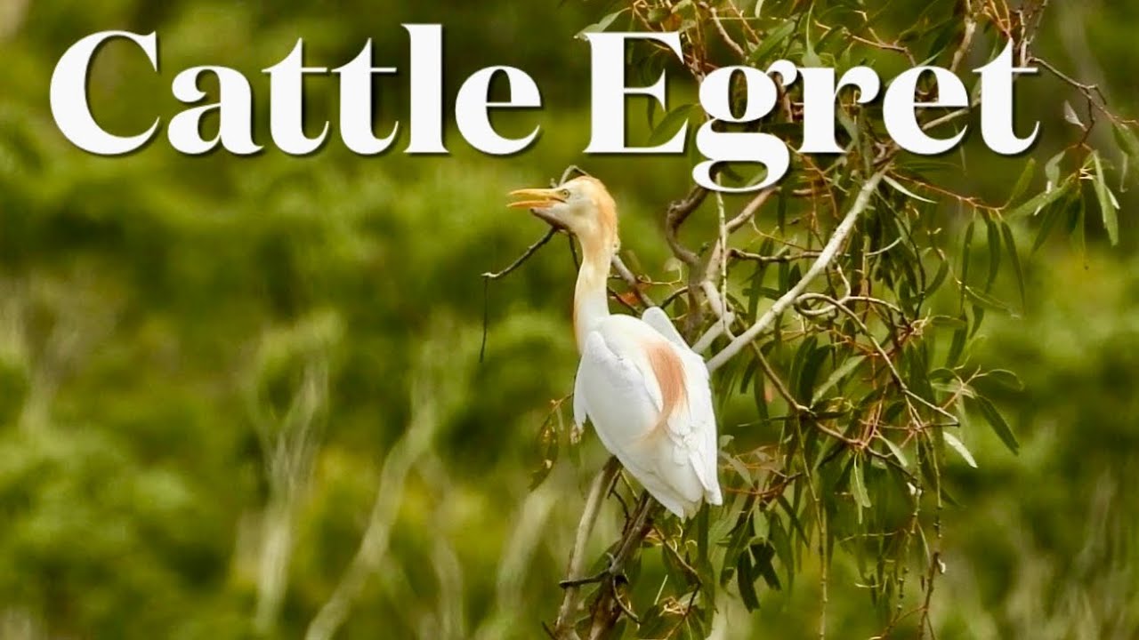 Cattle Egret, birdwatching, Australia 