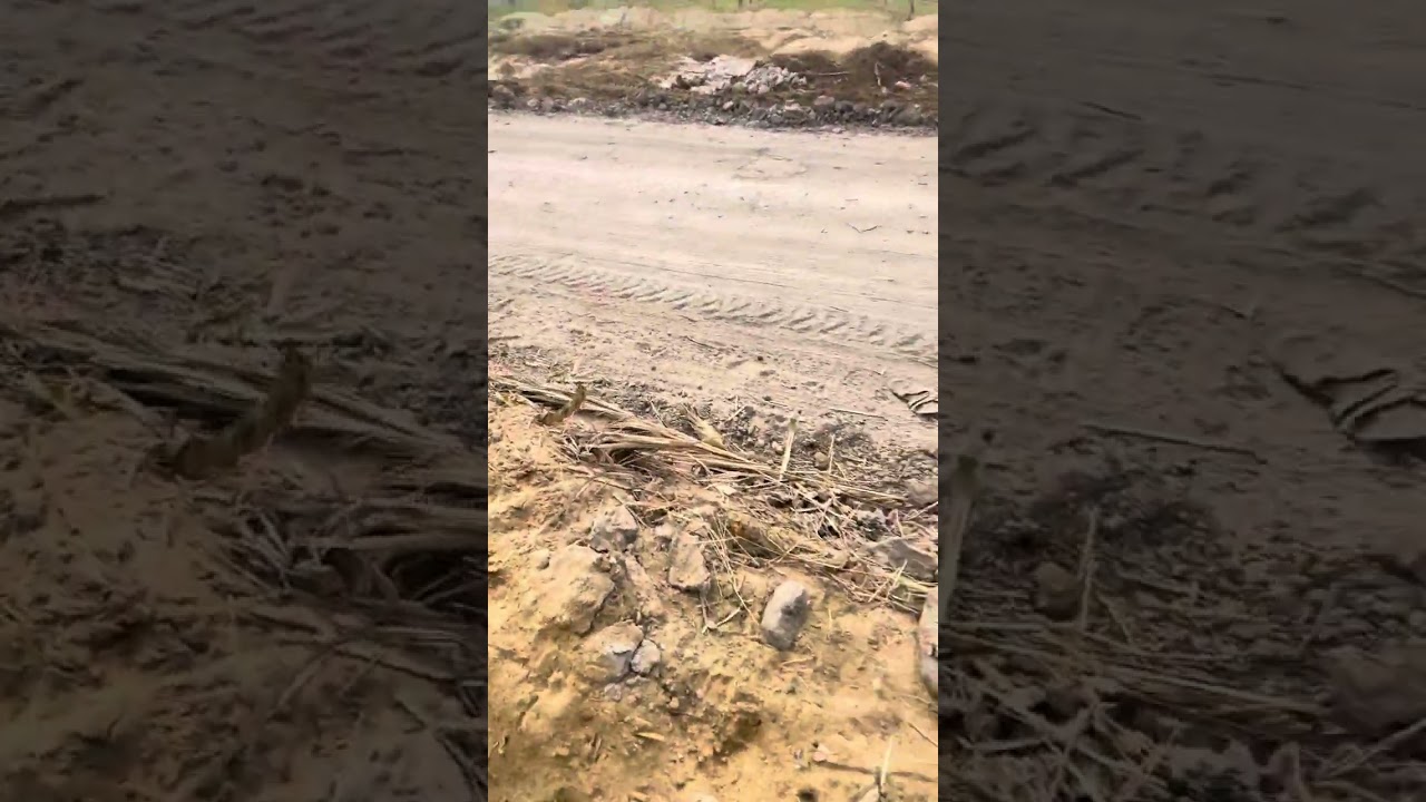 نصائح لازم تعرفها عشان متخسرش في زراعه النخل في الواحات البحرية
