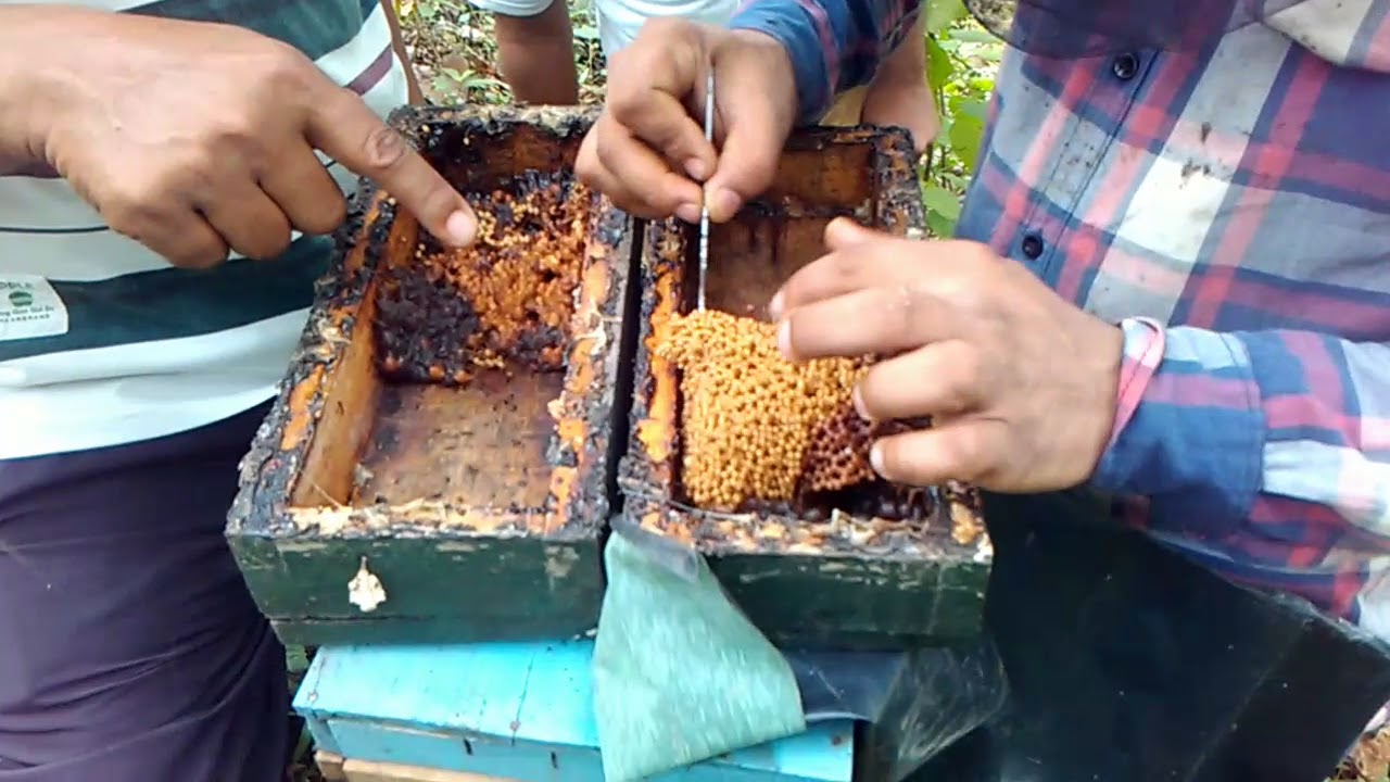 Meliponiculture/ Stingless bee keeping/cheruthen cheruthneecha/ hive  splitting in Hindi
