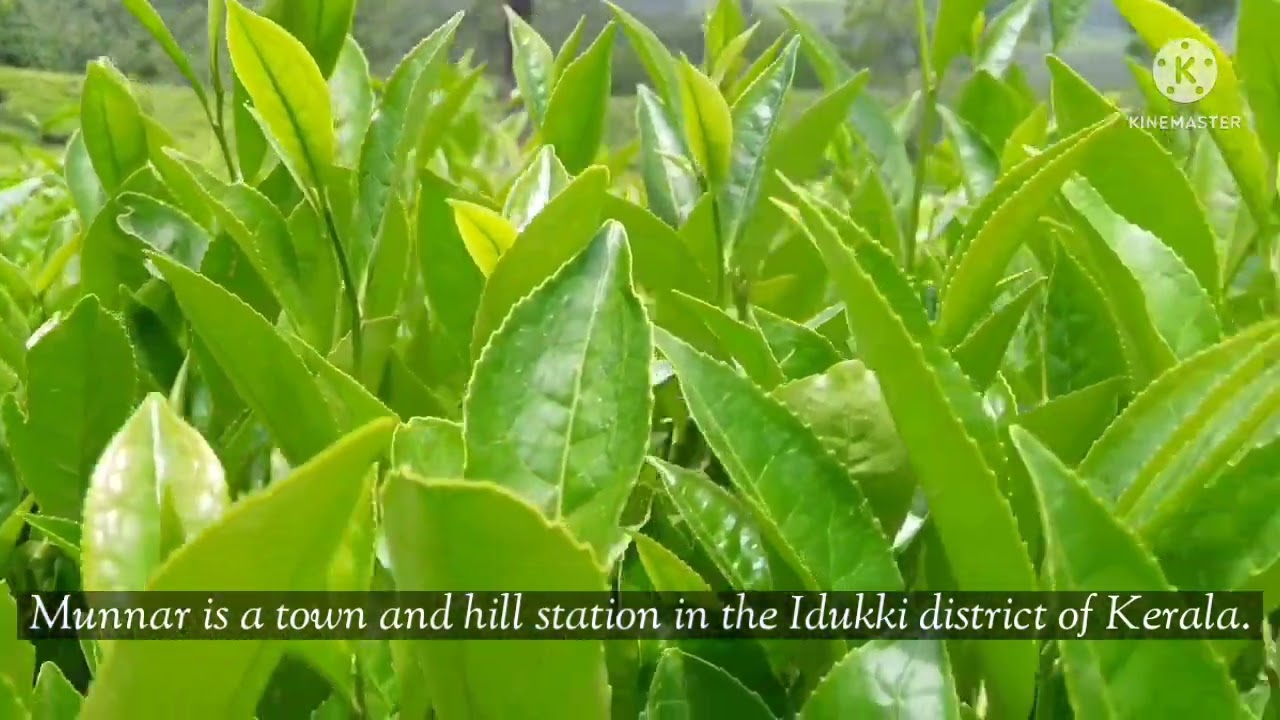 Munnar Tea Estates #munnar #tourism #tea estate #hillstation #vacation