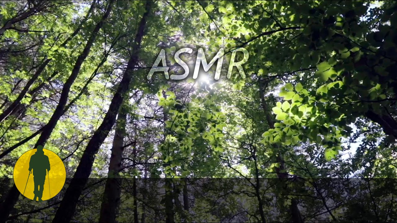 Suoni della Natura: CANTO UCCELLI DEL BOSCO - 5 ORE