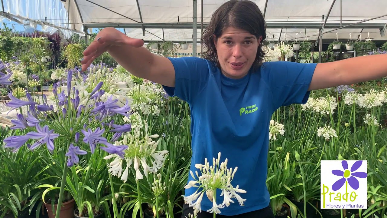Viveros Prado - Características y cuidados de los Agapanthus