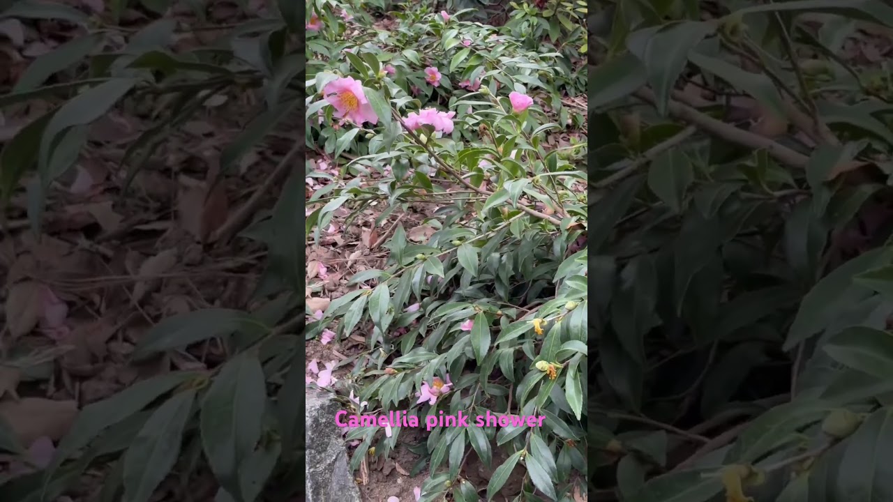 PINK SHOWER (pink goddess) camellia hiemalis.