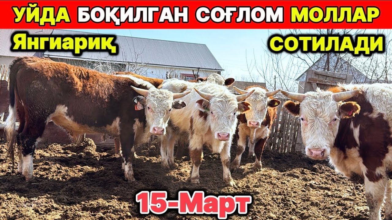 УЙДА БОҚИЛГАН СОҒЛОМ МОЛЛАР СОТИЛАДИ Янгиариқ 15-марта 2026 г.