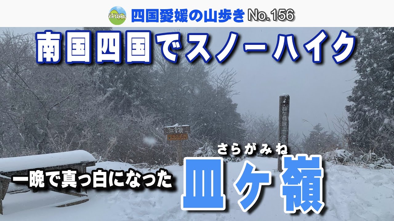 南国四国でスノーハイク 一晩で真っ白になった 皿ヶ嶺 2026.1.24
