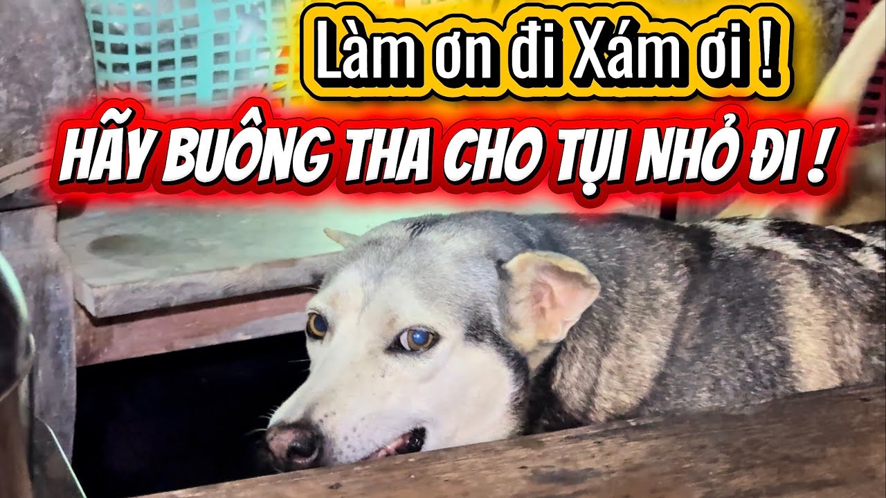 Nỗi Sợ Hằng Năm Đã Tới - Xám Tới Kì Cướp Mất Đời Trai Của Các Em Nhỏ