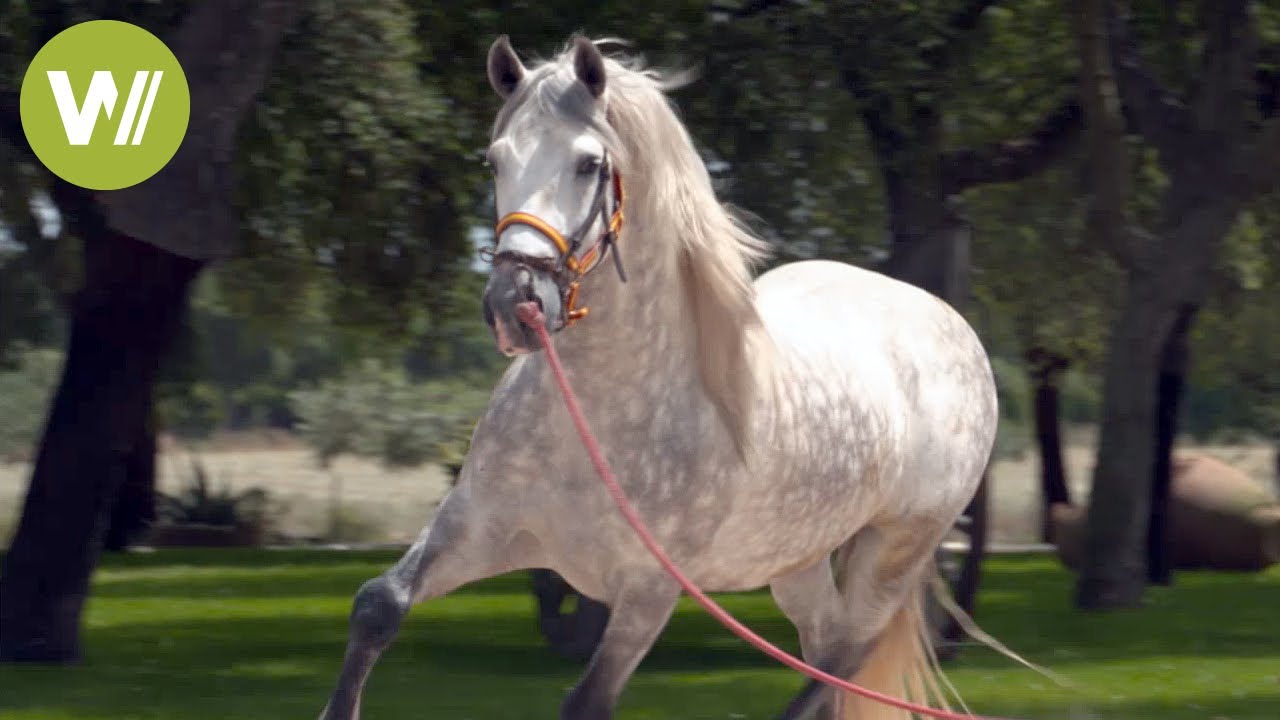 Le cheval espagnol , un cheval d'exception