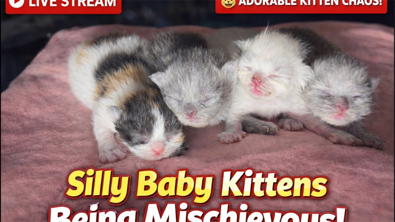 Silly Baby Kittens Being Mischievous | Cute Newborn Kitten Live Stream 🐾 #ytshorts #foryou #videos