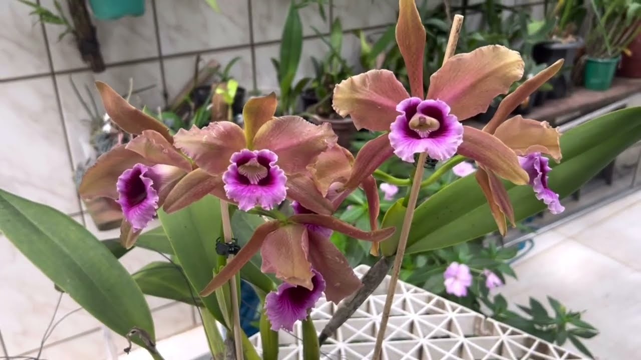 Muitas flores No sítio 