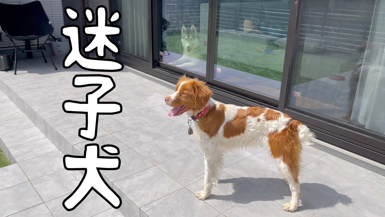 撮影中に迷子の犬がやってきたので保護しました